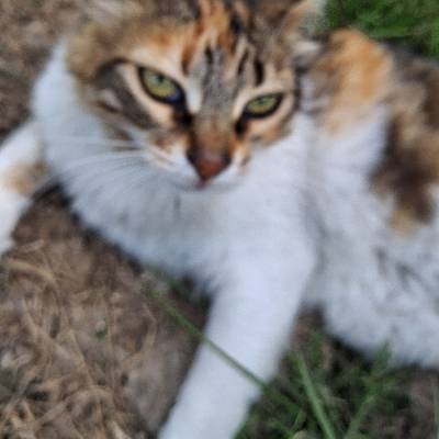 İrem